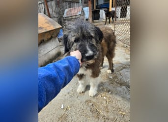 Emil - lieber Hundeopi aus der Tötung