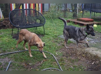 Jessy - sanft und freundlich