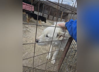 Snowy wartet sehnsüchtig