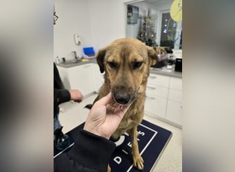 Jessy - sanft und freundlich