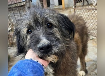 Emil - lieber Hundeopi aus der Tötung