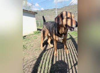 Nathan - ein Herzenshund