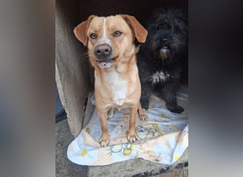 Simba - menschenbezogen