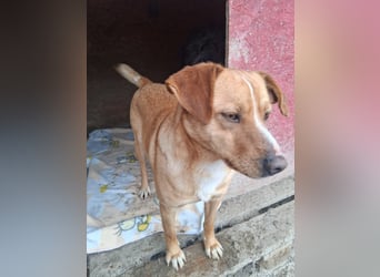 Simba - menschenbezogen