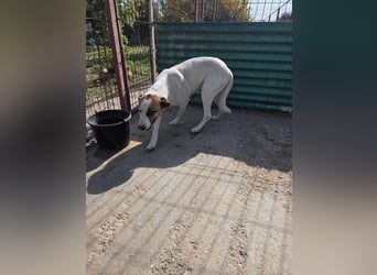 Louan - katzenverträglich und verschmust