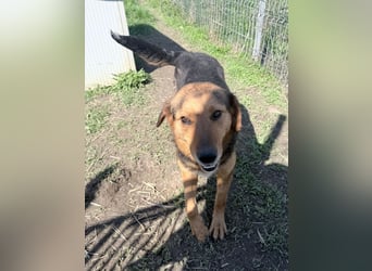 Nathan - ein Herzenshund