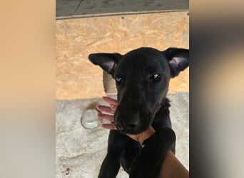 Blacky- wird zutraulicher