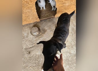 Blacky- wird zutraulicher
