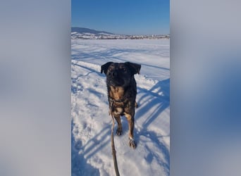 Buddy - liebt Menschen