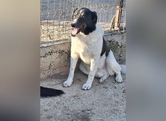 Joschi - trauriges Schicksal