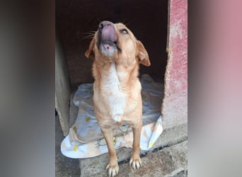 Simba - menschenbezogen