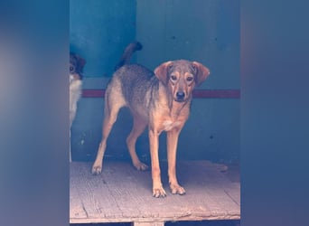 Melody  - Profi gesucht