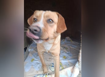 Simba - menschenbezogen