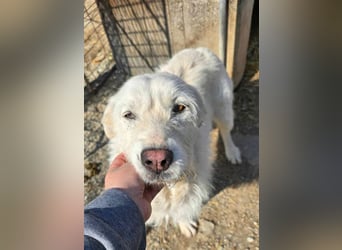 Snowy wartet sehnsüchtig