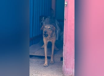 Melody  - Profi gesucht