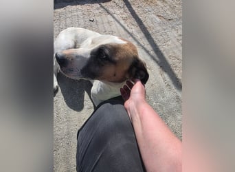 Louan - katzenverträglich und verschmust