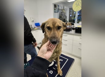 Jessy - sanft und freundlich