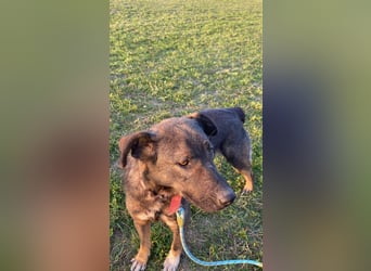 Buddy - liebt Menschen