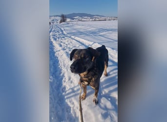 Buddy - liebt Menschen