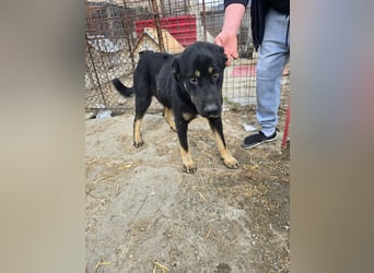 Murphy - freundlich und verschmust