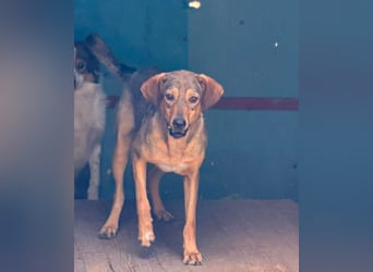 Melody  - Profi gesucht