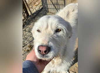 Snowy wartet sehnsüchtig