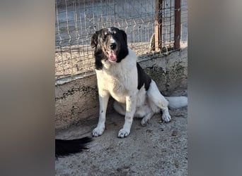 Joschi - trauriges Schicksal