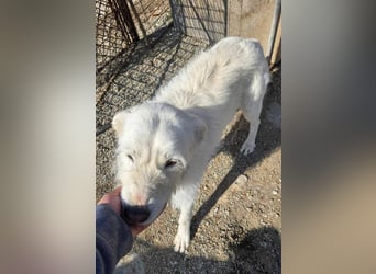 Snowy wartet sehnsüchtig