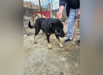 Murphy - freundlich und verschmust