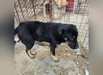 Murphy - freundlich und verschmust