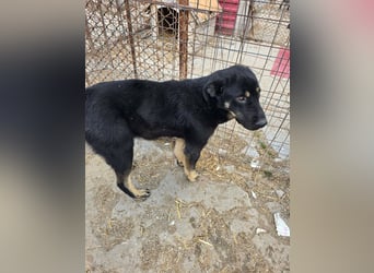 Murphy - freundlich und verschmust