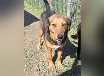 Nathan - ein Herzenshund