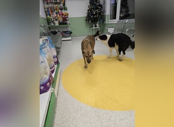 Jessy - sanft und freundlich