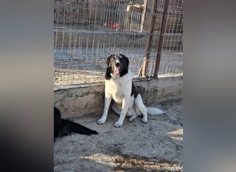 Joschi - trauriges Schicksal