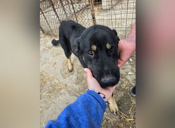 Murphy - freundlich und verschmust