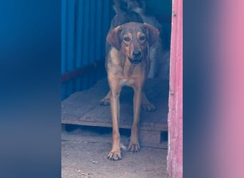 Melody  - Profi gesucht
