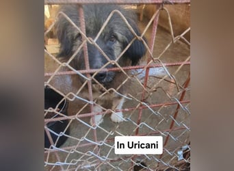 Emil - lieber Hundeopi aus der Tötung