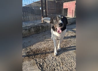 Joschi - trauriges Schicksal