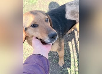 Nathan - ein Herzenshund