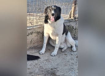 Joschi - trauriges Schicksal