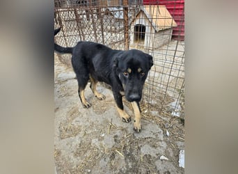 Murphy - freundlich und verschmust