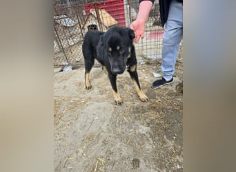 Murphy - freundlich und verschmust