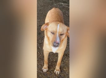 Simba - menschenbezogen