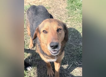 Nathan - ein Herzenshund
