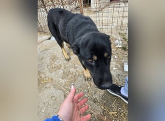 Murphy - freundlich und verschmust