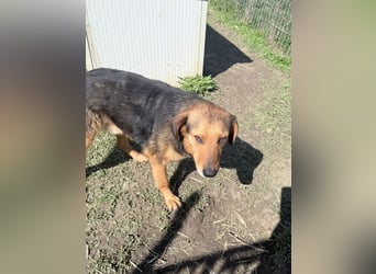 Nathan - ein Herzenshund