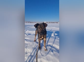 Buddy - liebt Menschen