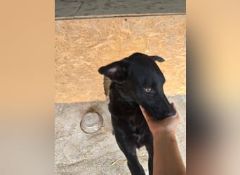 Blacky- wird zutraulicher