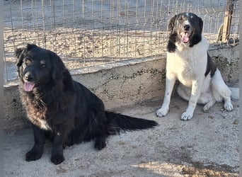 Joschi - trauriges Schicksal