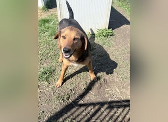 Nathan - ein Herzenshund